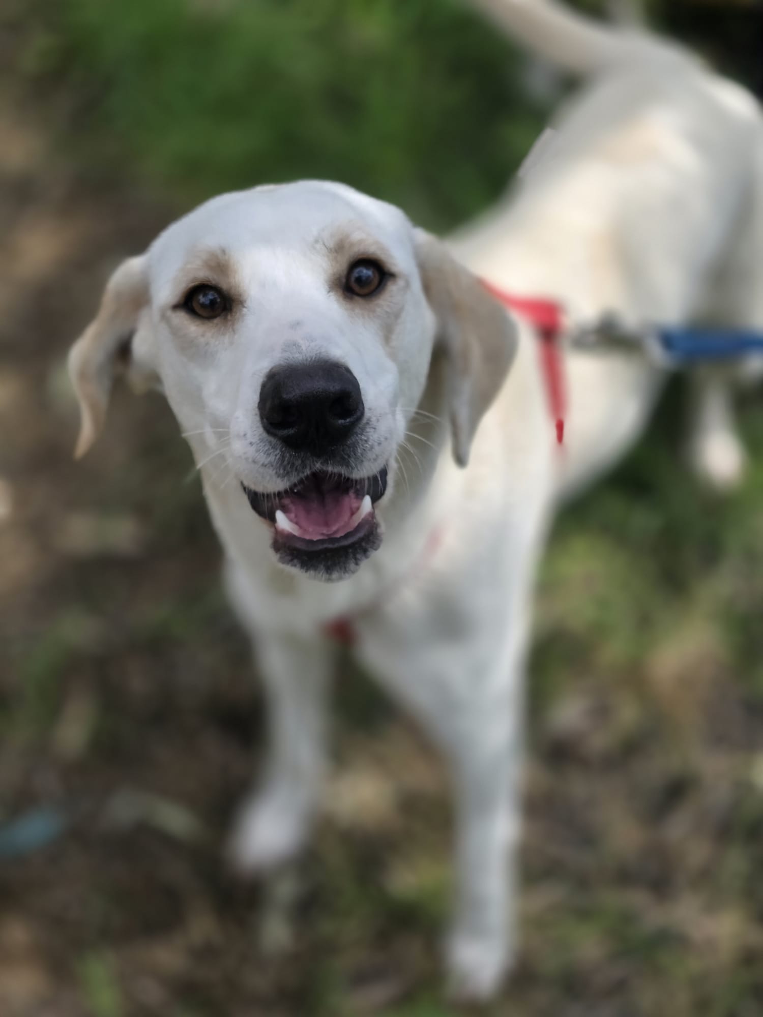 Piper